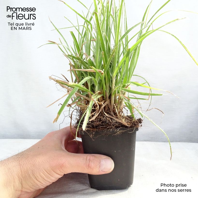 Luzula nivea - Erba lucciola maggiore Vasetto da 8/9 cm esemplare consegnato in primavera