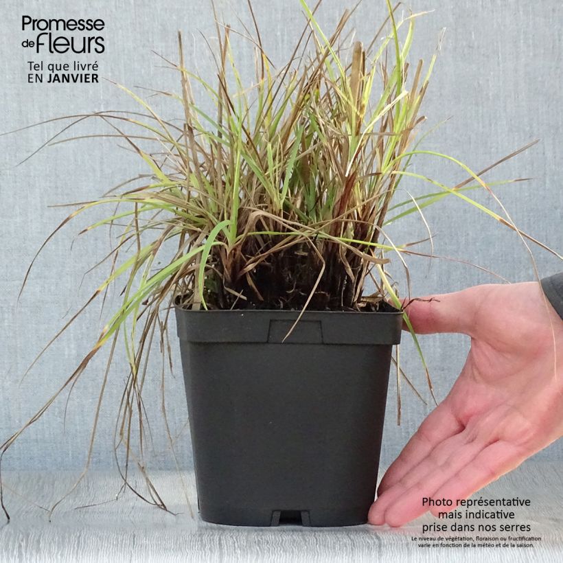Luzula nivea - Erba lucciola maggiore Vaso da 2L/3L esemplare consegnato in inverno