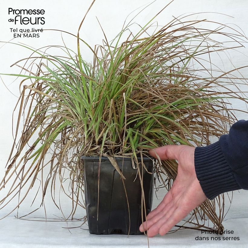 Luzula nivea - Erba lucciola maggiore Vaso da 2L/3L esemplare consegnato in primavera