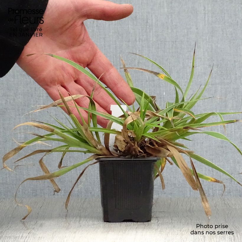 Luzula sylvatica Marginata Vasetto da 8/9 cm esemplare consegnato in inverno