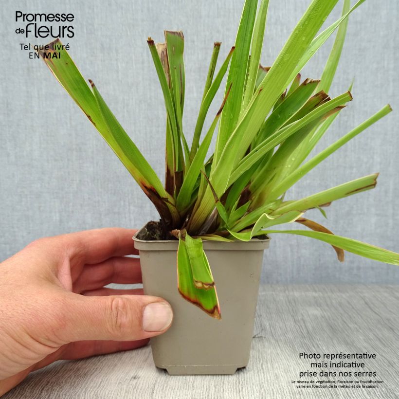 Luzula sylvatica Marginata Vasetto da 8/9 cm esemplare consegnato in primavera