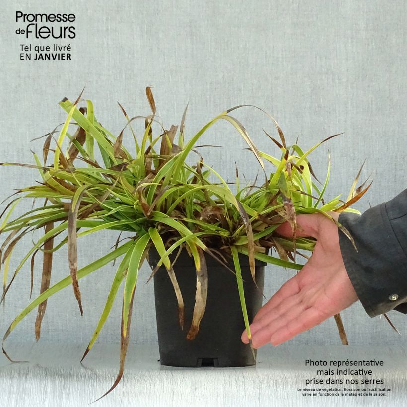 Luzula sylvatica Marginata Vaso da 2L/3L esemplare consegnato in inverno