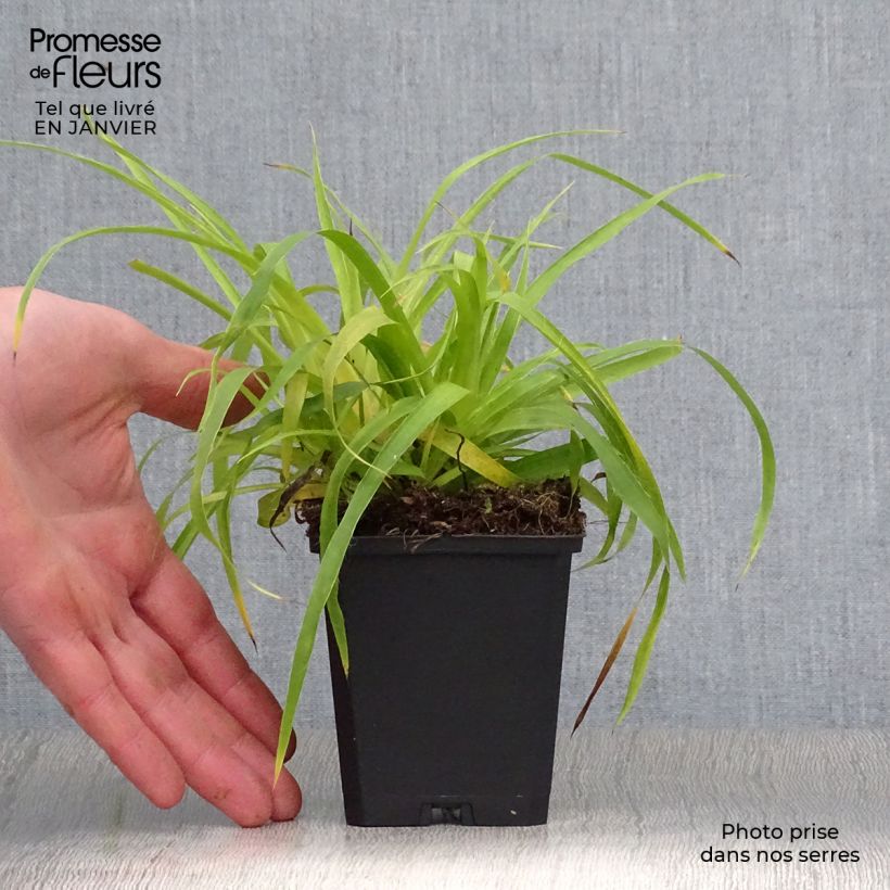 Luzula sylvatica Solar Flare Vasetto da 8/9 cm esemplare consegnato in inverno