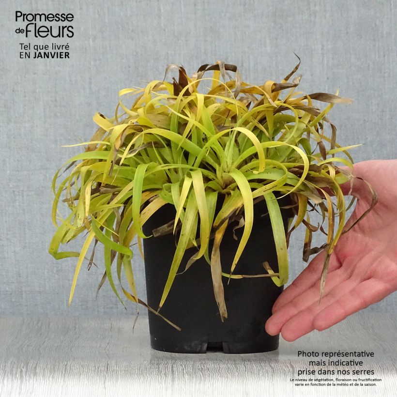 Luzula sylvatica Solar Flare Vaso da 2L/3L esemplare consegnato in inverno