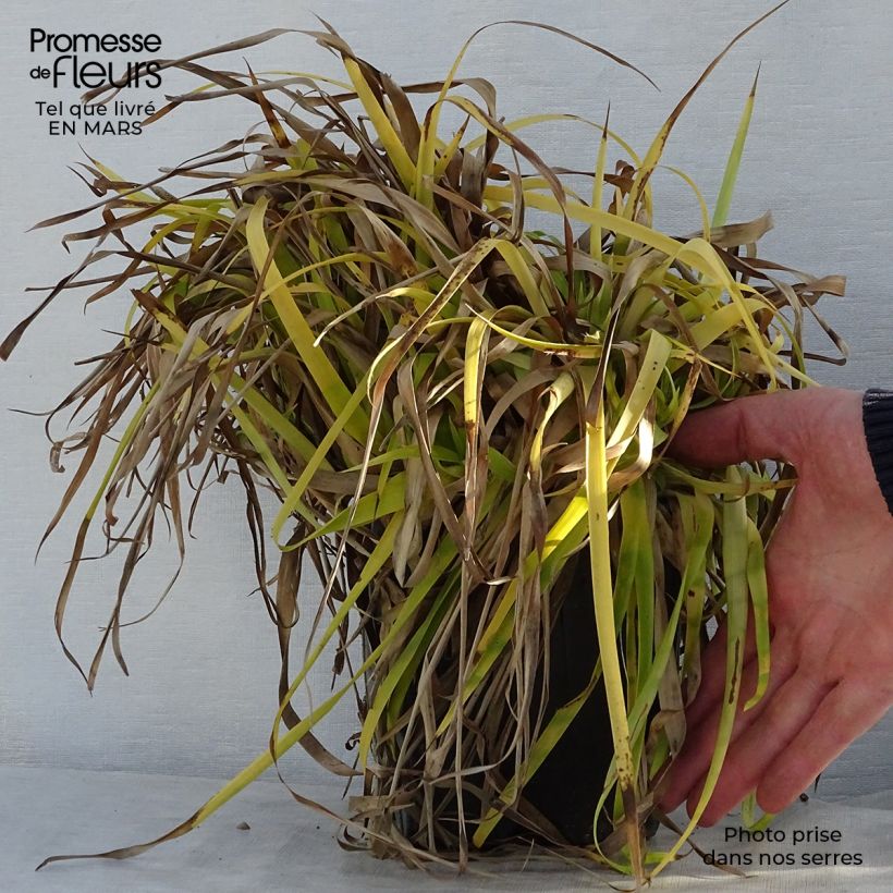 Luzula sylvatica Solar Flare Vaso da 2L/3L esemplare consegnato in primavera