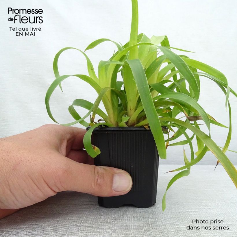 Luzula sylvatica Solar Flare Vasetto da 8/9 cm esemplare consegnato in primavera