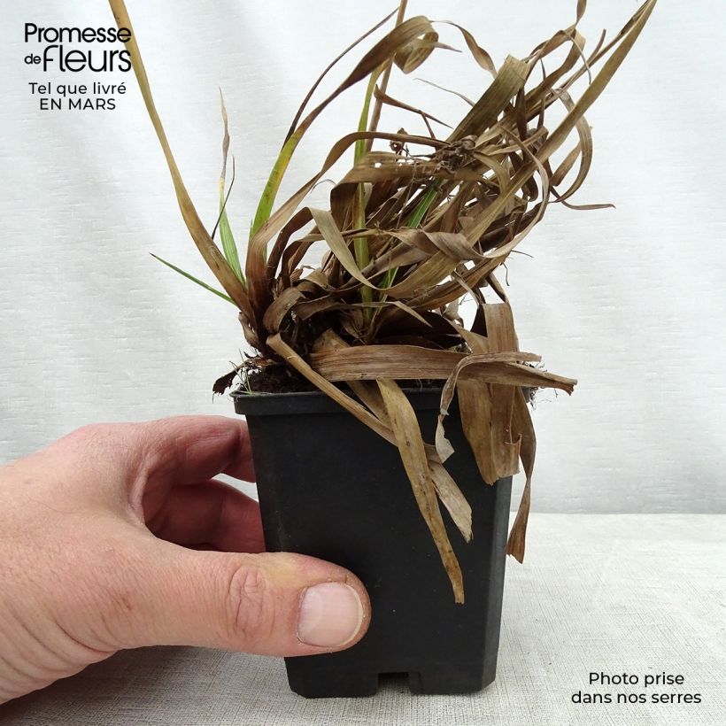 Luzula sylvatica Surprise Vasetto da 8/9 cm esemplare consegnato in primavera