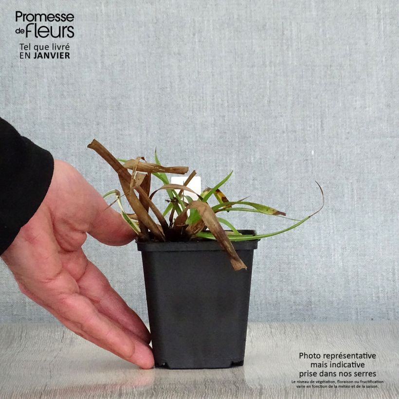 Luzula sylvatica Surprise Vasetto da 8/9 cm esemplare consegnato in inverno