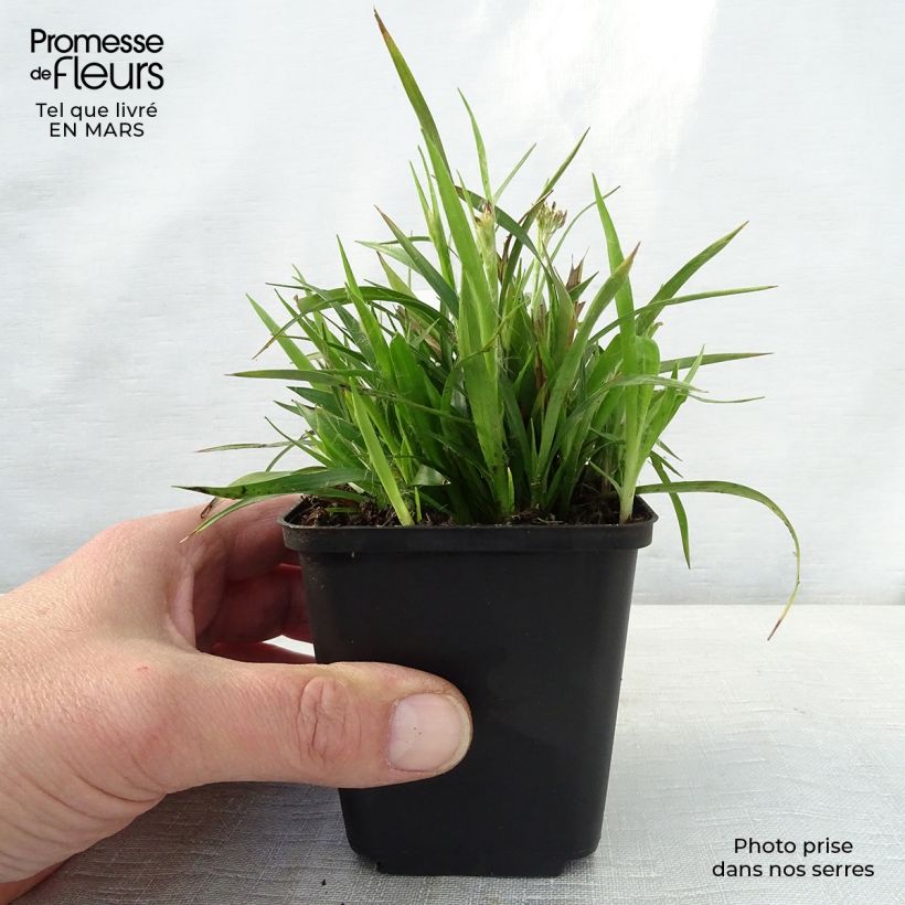 Luzula pilosa - Erba lucciola pelosa Vasetto da 8/9 cm esemplare consegnato in primavera