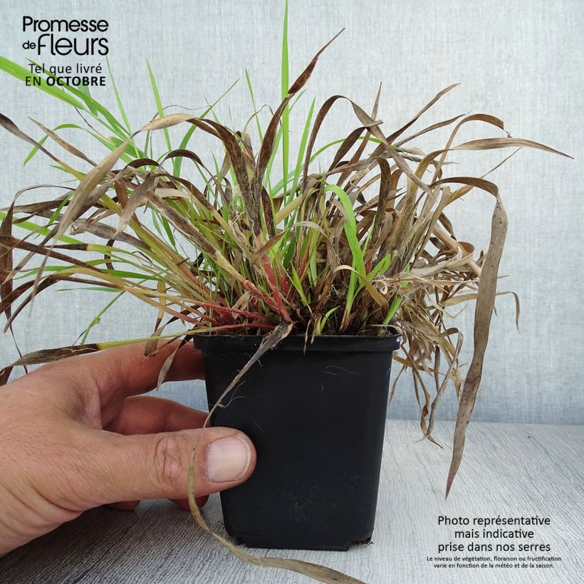 Esemplare di Luzula pilosa - Erba lucciola pelosa Vasetto da 8/9 cm come consegnato in autunno