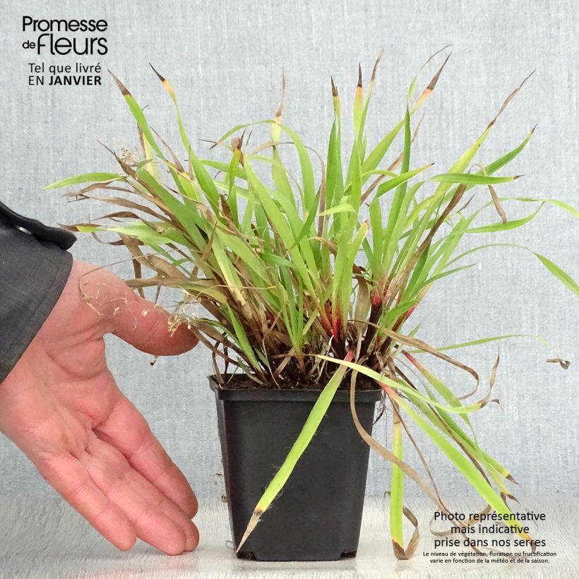 Luzula pilosa - Erba lucciola pelosa Vasetto da 8/9 cm esemplare consegnato in inverno