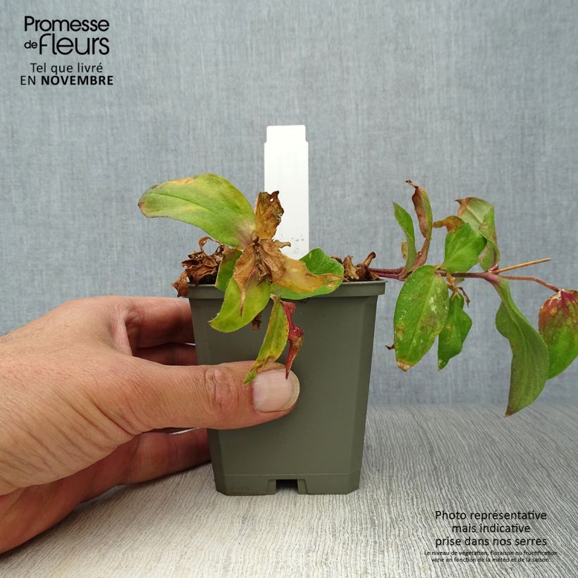 Esemplare di Lychnis arkwrightii Vesuvius - Crotonella Vasetto da 8/9 cm come consegnato in autunno