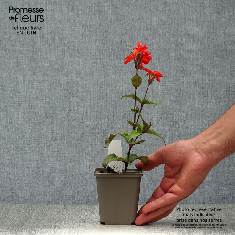 Esemplare di Lychnis arkwrightii Vesuvius - Crotonella Vasetto da 8/9 cm consegnato in estate