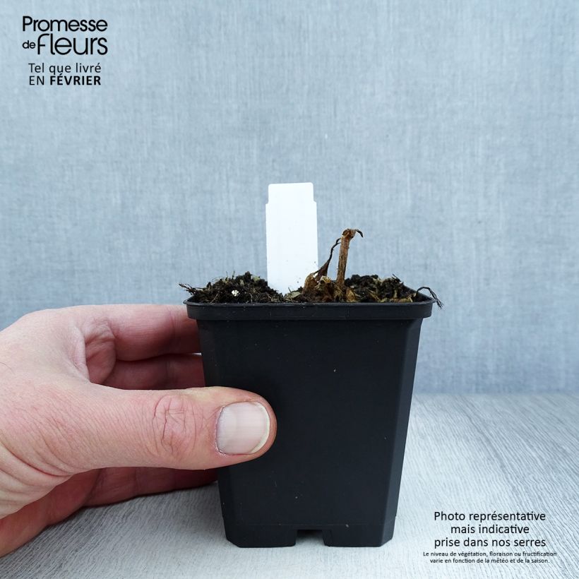 Lychnis arkwrightii Vesuvius - Crotonella Vasetto da 8/9 cm esemplare consegnato in inverno