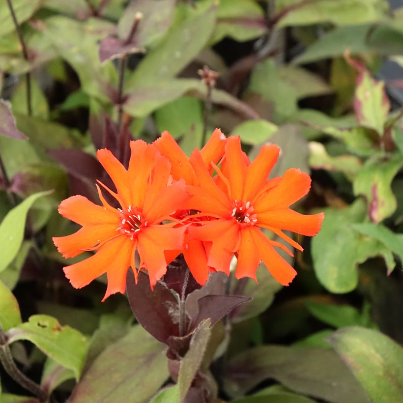 Lychnis arkwrightii Vesuvius - Crotonella (Fioritura)
