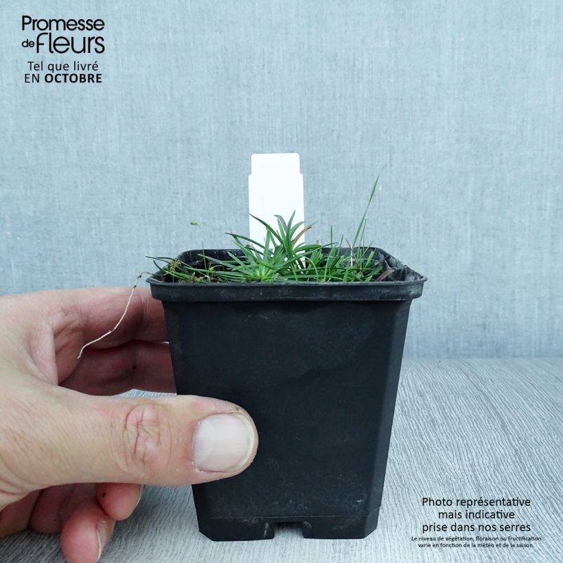 Esemplare di Lychnis alpina Rosea - Crotonella alpina Vasetto da 8/9 cm come consegnato in autunno