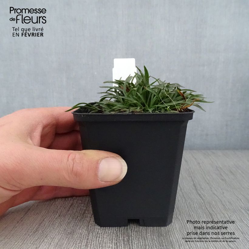 Lychnis alpina Rosea - Crotonella alpina Vasetto da 8/9 cm esemplare consegnato in inverno