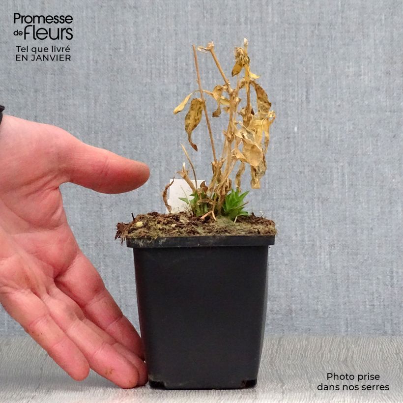 Lychnis chalcedonica Alba - Crotonella scarlatta Vasetto da 8/9 cm esemplare consegnato in inverno