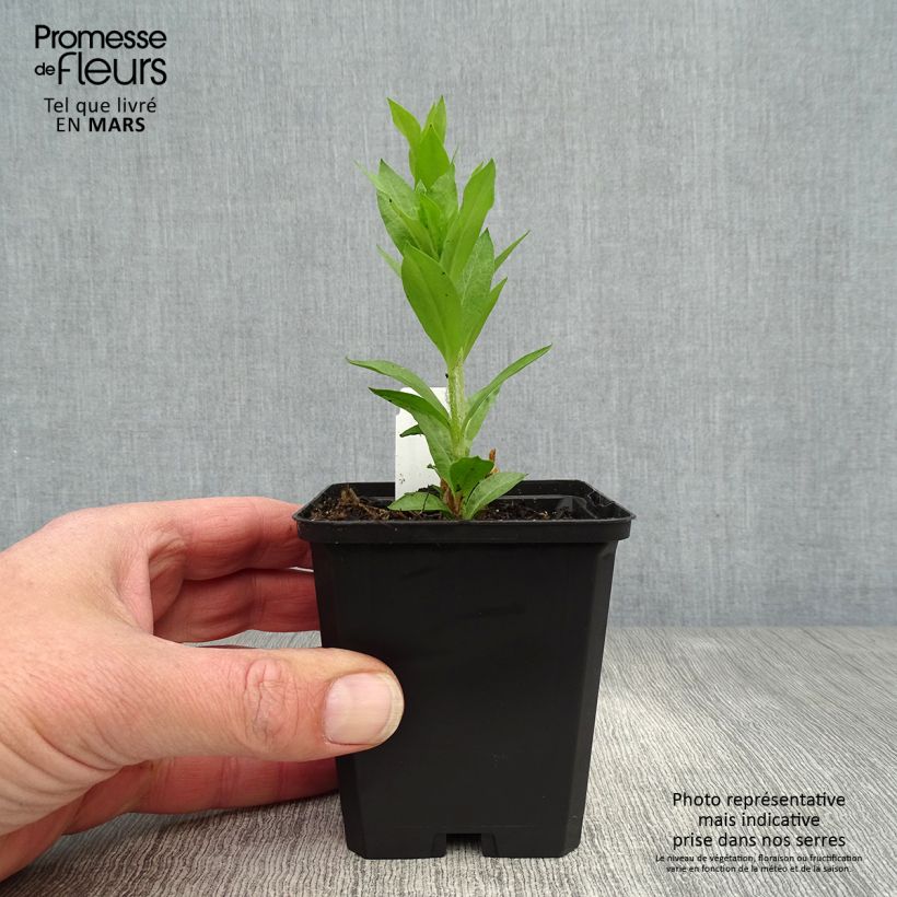 Lychnis chalcedonica Alba - Crotonella scarlatta Vasetto da 8/9 cm esemplare consegnato in primavera