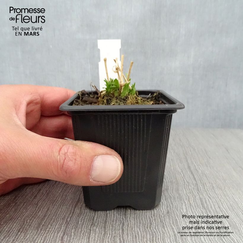 Lychnis chalcedonica Flore Pleno - Crotonella scarlatta Vasetto da 8/9 cm esemplare consegnato in primavera