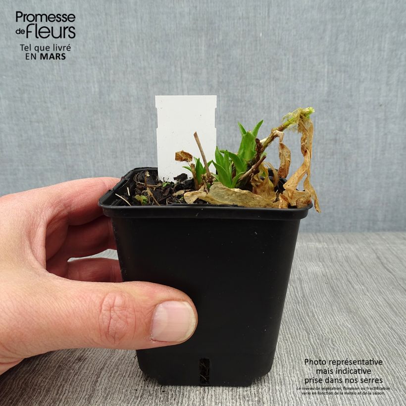 Lychnis chalcedonica Flore Pleno - Crotonella scarlatta Vasetto da 8/9 cm esemplare consegnato in inverno