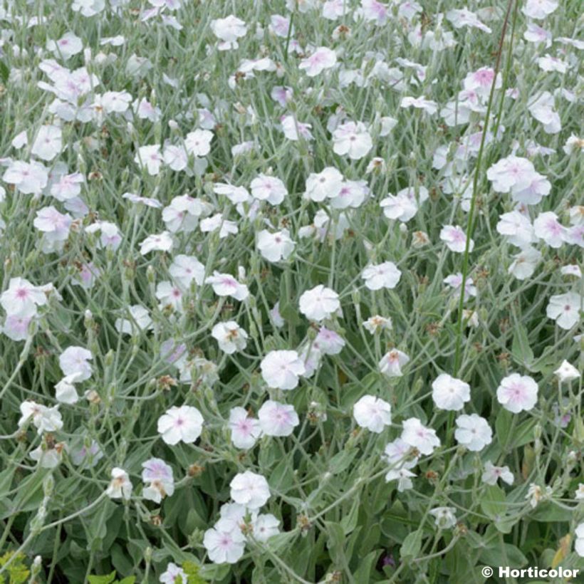 Lychnis coronaria Alba - Crotonella coronaria (Fioritura)