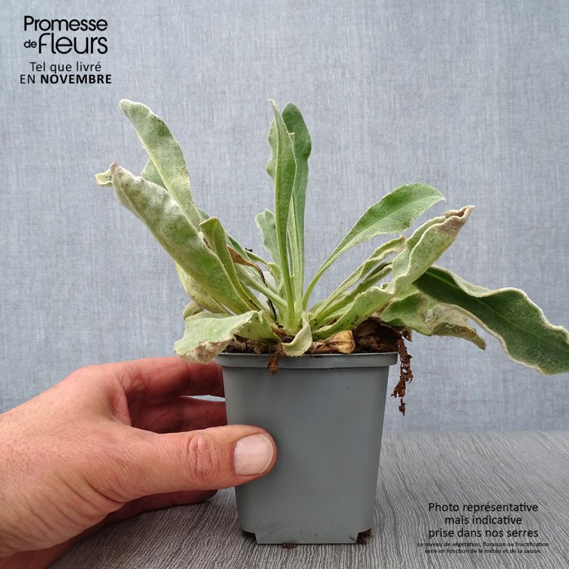 Esemplare di Lychnis coronaria Alba - Crotonella coronaria Vasetto da 8/9 cm come consegnato in autunno