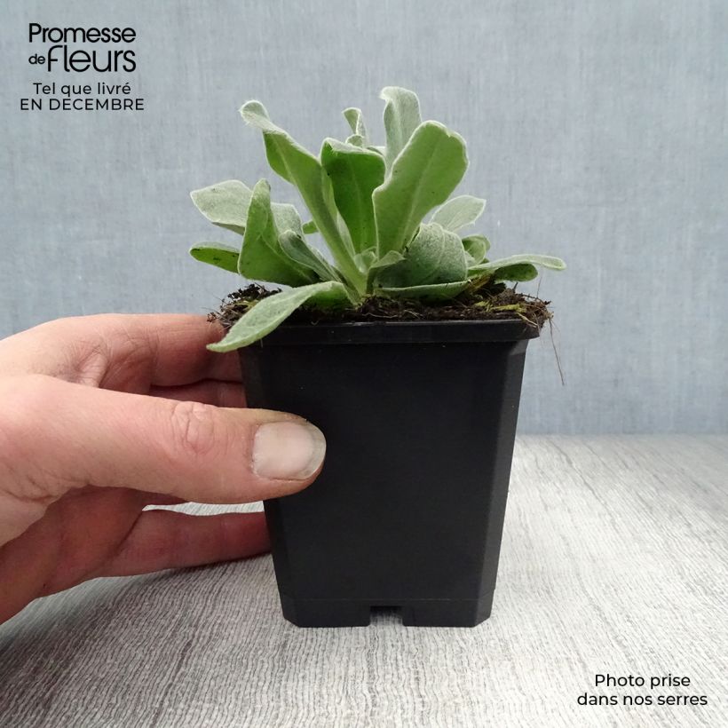 Lychnis coronaria Alba - Crotonella coronaria Vasetto da 8/9 cm esemplare consegnato in inverno