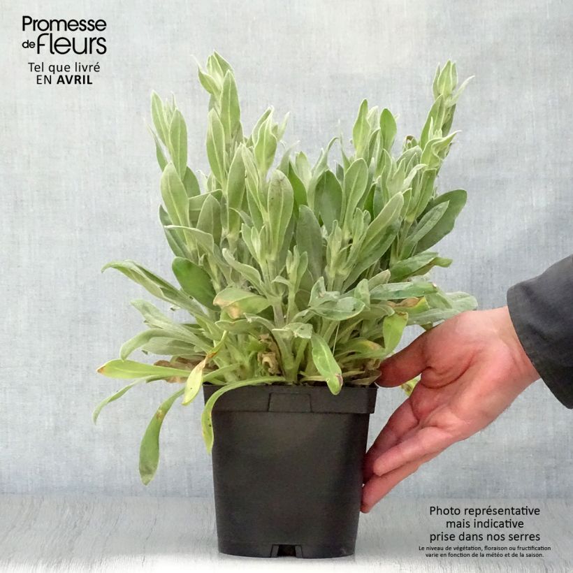 Lychnis coronaria Alba - Crotonella coronaria Vaso da 2L/3L esemplare consegnato in primavera