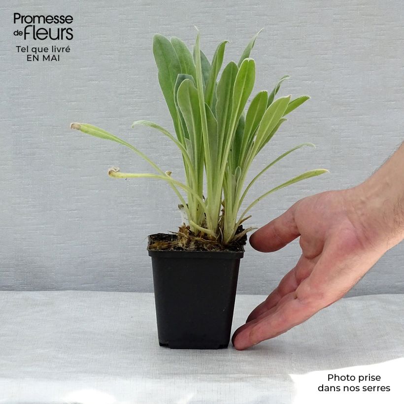 Lychnis coronaria Alba - Crotonella coronaria Vasetto da 8/9 cm esemplare consegnato in primavera