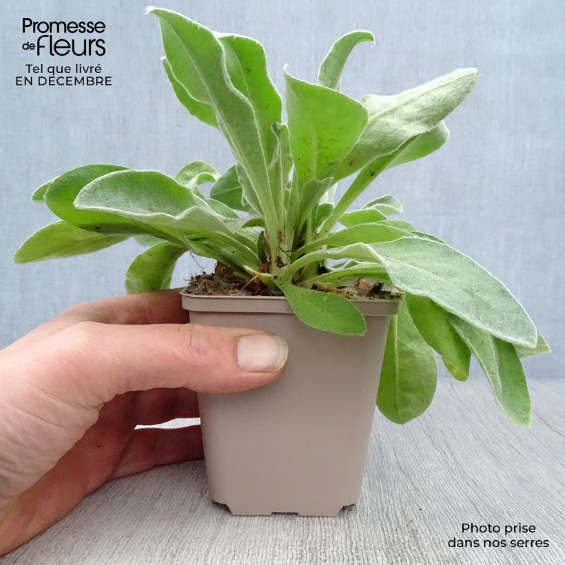 Lychnis coronaria Oculata - Crotonella coronaria Vasetto da 8/9 cm esemplare consegnato in inverno