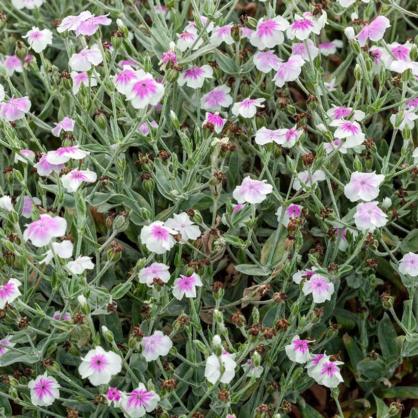 Lychnis coronaria Oculata - Crotonella coronaria (Porto)
