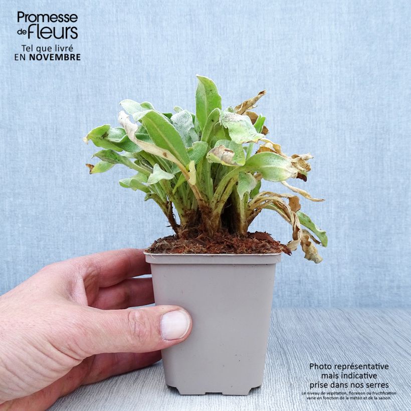 Esemplare di Lychnis coronaria Oculata - Crotonella coronaria Vasetto da 8/9 cm come consegnato in autunno