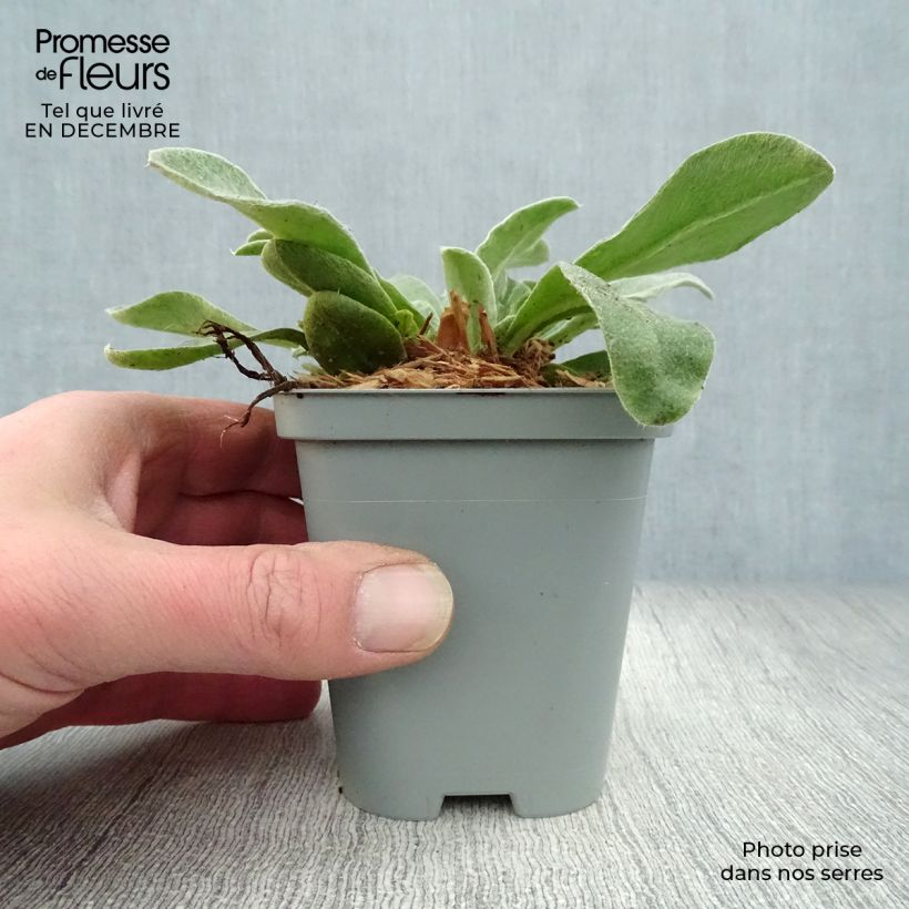 Lychnis coronaria Atrosanguinea - Crotonella coronaria Vasetto da 8/9 cm esemplare consegnato in inverno