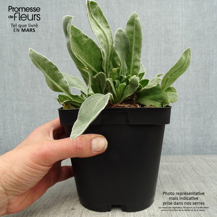 Lychnis coronaria Atrosanguinea - Crotonella coronaria Vaso da 2L/3L esemplare consegnato in primavera