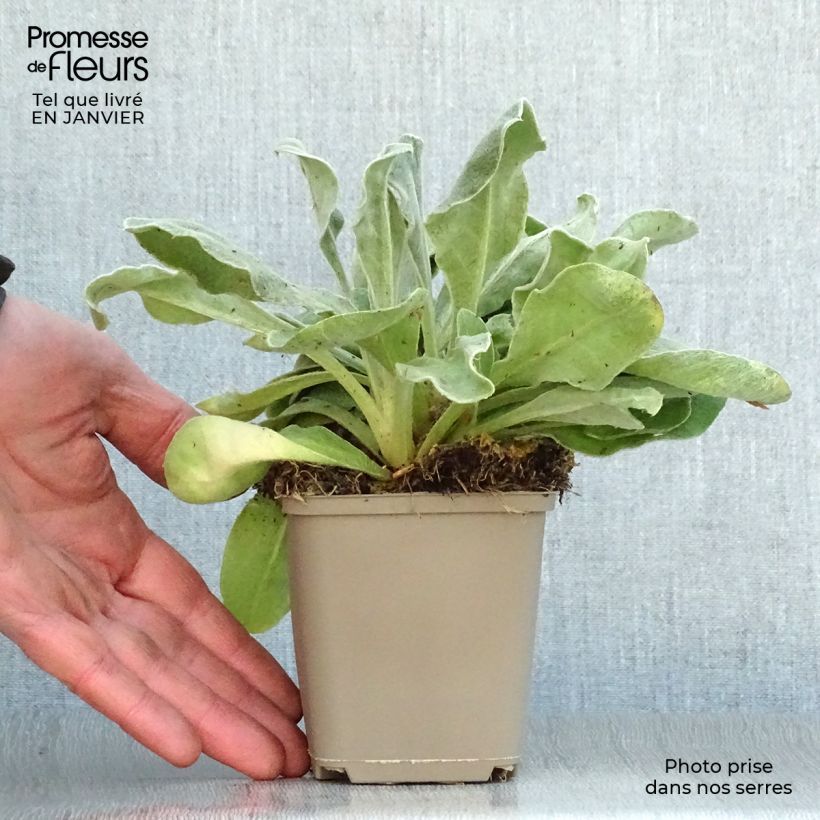 Lychnis coronaria Gardener's World - Crotonella coronaria Vasetto da 8/9 cm esemplare consegnato in inverno