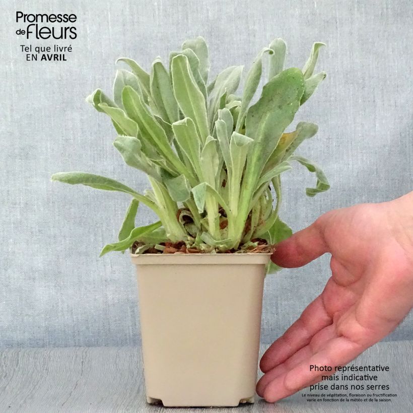 Lychnis coronaria Gardener's World - Crotonella coronaria Vasetto da 8/9 cm esemplare consegnato in primavera