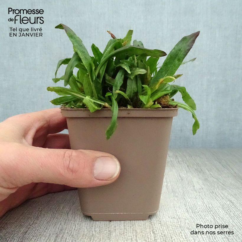 Lychnis flos-cuculi Jenny - Crotonella Fior di cuculo Vasetto da 7/8 cm esemplare consegnato in inverno