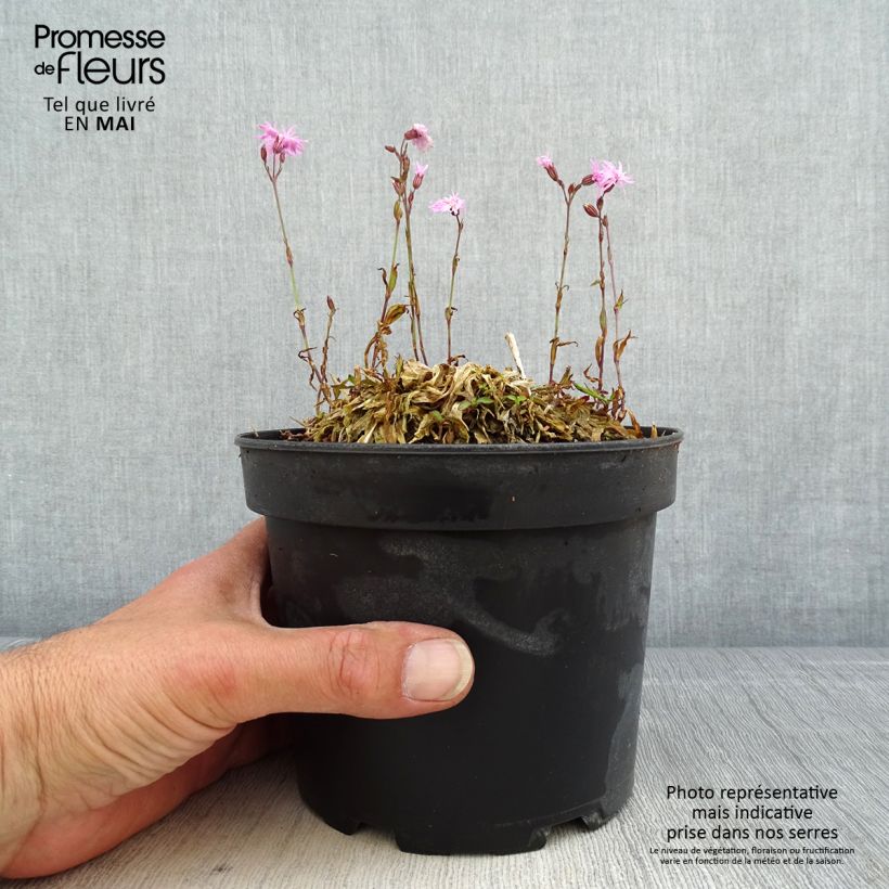 Lychnis flos-cuculi Jenny - Crotonella Fior di cuculo Vaso da 2L/3L esemplare consegnato in primavera