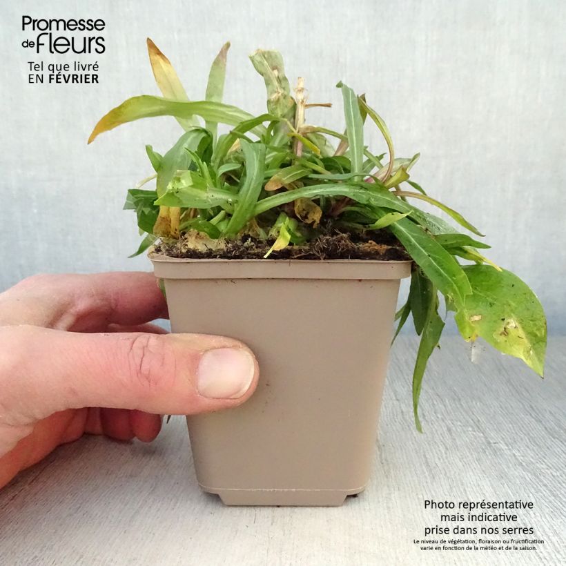 Lychnis flos-cuculi - Crotonella Fior di cuculo Vasetto da 8/9 cm esemplare consegnato in inverno