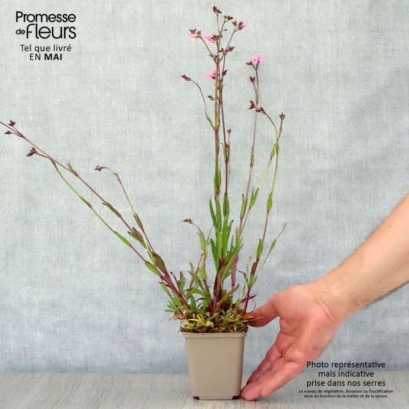 Lychnis flos-cuculi - Crotonella Fior di cuculo Vasetto da 8/9 cm esemplare consegnato in primavera