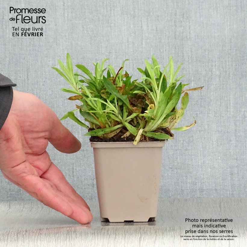 Lychnis flos-cuculi Petit Henri - Crotonella Fior di cuculo Vasetto da 8/9 cm esemplare consegnato in inverno