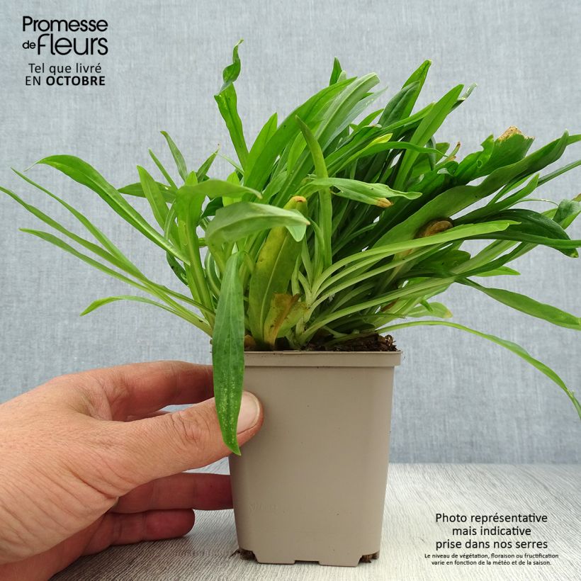 Esemplare di Lychnis flos-cuculi Petit Henri - Crotonella Fior di cuculo Vasetto da 8/9 cm come consegnato in autunno