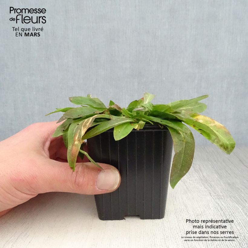 Lychnis flos-cuculi White Robin - Crotonella Fior di cuculo Vasetto da 7/8 cm esemplare consegnato in primavera