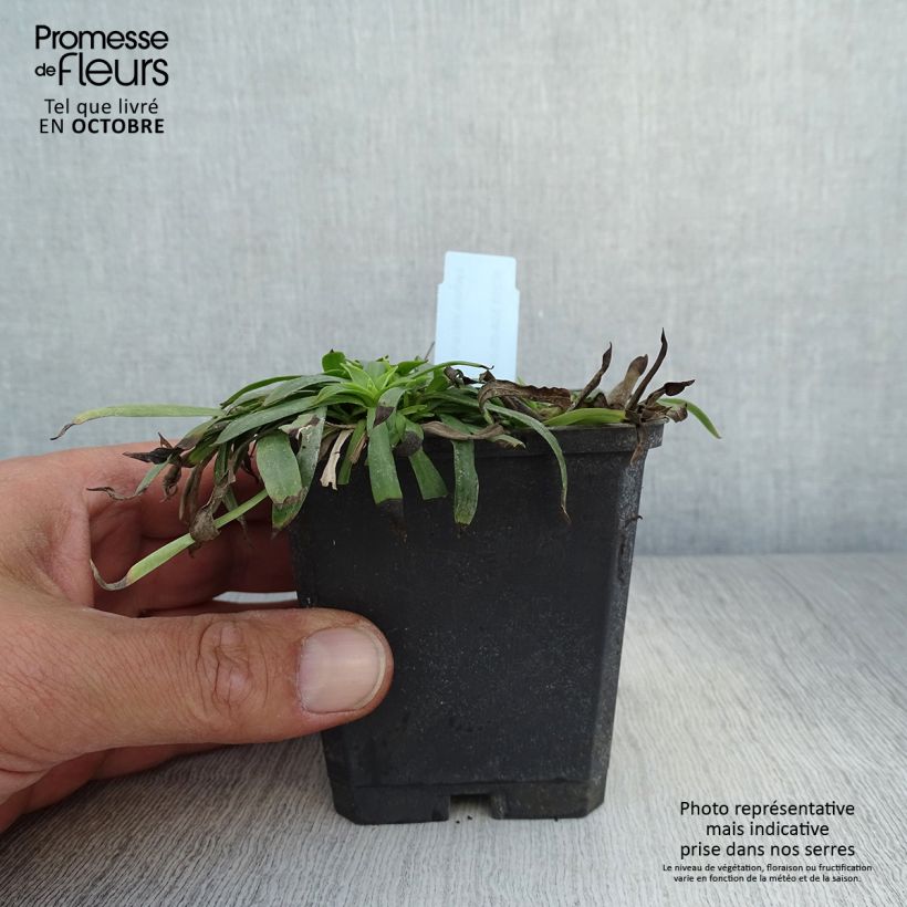 Esemplare di Lychnis viscaria Plena - Crotonella Vasetto da 8/9 cm come consegnato in autunno