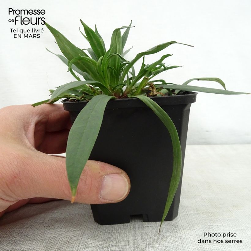 Lychnis viscaria Splendens - Crotonella Vasetto da 8/9 cm esemplare consegnato in primavera