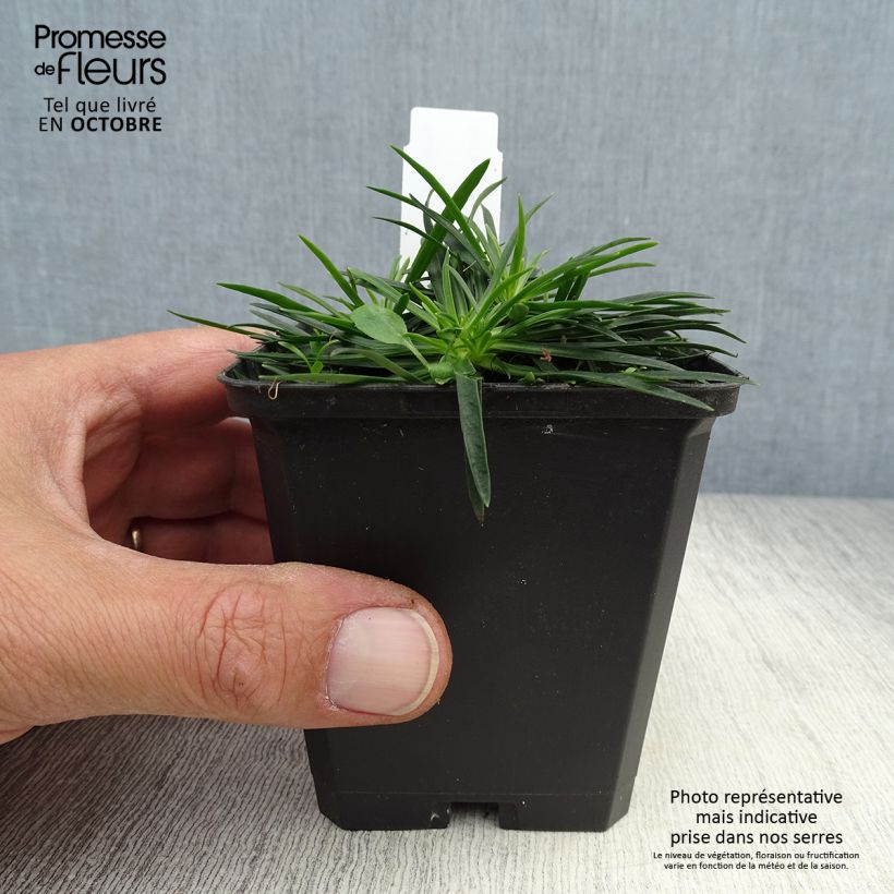 Esemplare di Lychnis viscaria Splendens - Crotonella Vasetto da 8/9 cm come consegnato in autunno