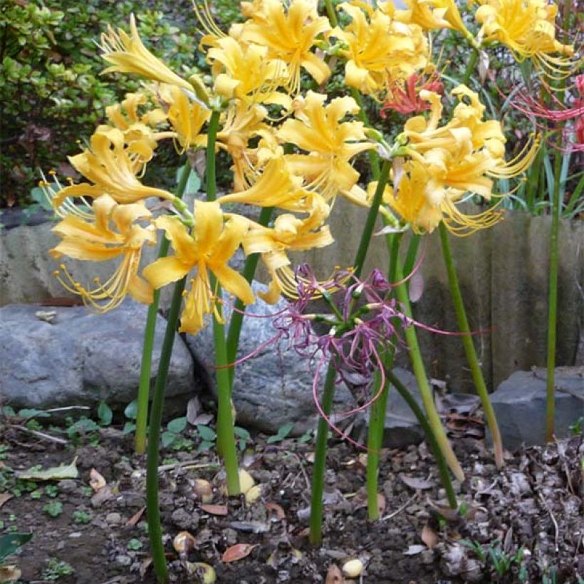 Lycoris aurea - Giglio ragno giallo (Porto)