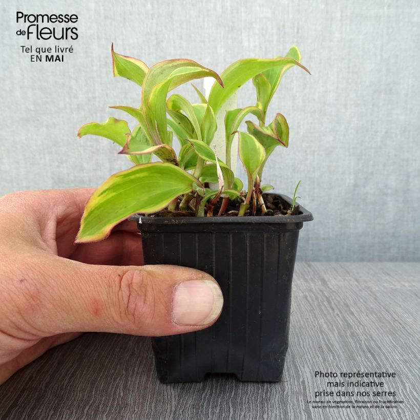 Tricyrtis formosana Autumn Glow Vasetto da 8/9 cm esemplare consegnato in primavera