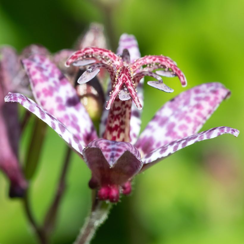 Tricyrtis formosana Autumn Glow (Fioritura)
